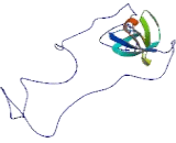 Hematopoietic Lineage Cell Specific Protein (HCLS1)