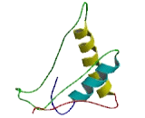 Hematopoietic Protein 1 (HEM1)