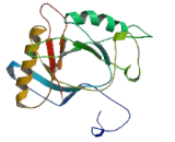 Heme Binding Protein 2 (HEBP2)