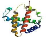 Hemoglobin Theta 1 (HBq1)