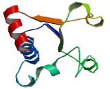 Heparan Sulfate-2-O-Sulfotransferase 1 (HS2ST1)