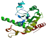 Heparan Sulfate-3-O-Sulfotransferase 5 (HS3ST5)