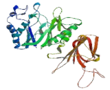 Heparanase 2 (HPA2)