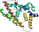 Hepatocyte Nuclear Factor 4 Alpha (HNF4a)