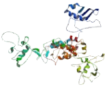 Hermansky Pudlak Syndrome Protein 1 (HPS1)