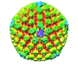 Herpes Simplex Virus 1 (HSV1)