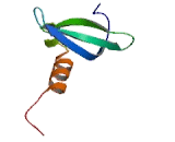 Heterochromatin Protein 1 (HP1)