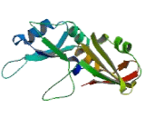 Heterogeneous Nuclear Ribonucleoprotein A3 (HNRPA3)