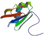 Heterogeneous Nuclear Ribonucleoprotein C Like Protein 1 (HNRPCL1)