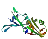 Heterogeneous Nuclear Ribonucleoprotein D (HNRPD)