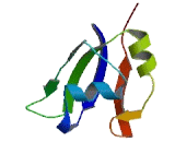 Heterogeneous Nuclear Ribonucleoprotein H3 (HNRPH3)