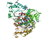 Hexosaminidase A Alpha (HEXa)