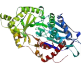 Hexosaminidase B Beta (HEXb)