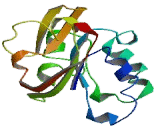 Hexose-6-Phosphate Dehydrogenase (H6PD)