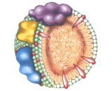 High Density Lipoprotein (HDL)