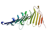 High Mobility Group Nucleosome Binding Domain Protein 5 (HMGN5)