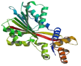 Histamine-N-Methyltransferase (HNMT)