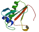 Histidine Triad Nucleotide Binding Protein 1 (HINT1)