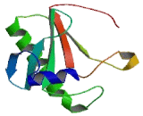 Histidine Triad Nucleotide Binding Protein 2 (HINT2)