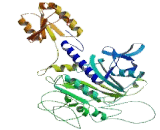 Histidyl tRNA Synthetase 2, Mitochondrial (HARS2)