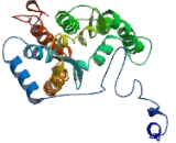 Histocompatibility 13, Minor (HM13)