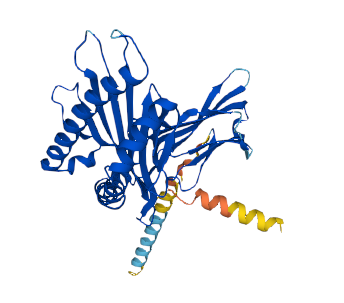 Histocompatibility 2, Q region locus 7 (H2-Q9)