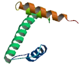 Histone Cluster 1, H2bk (HIST1H2BK)