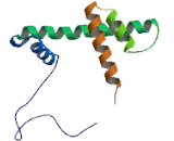 Histone Cluster 2, H2bf (HIST2H2BF)