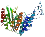 Histone Deacetylase 9 (HDAC9)