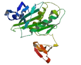 Holocarboxylase Synthetase (HLCS)