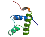 Homeobox And Leucine Zipper Encoding (HOMEZ)