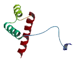 Homeobox Protein A10 (HOXA10)