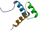 Homeobox Protein A13 (HOXA13)