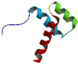 Homeobox Protein B13 (HOXB13)