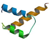 Homeobox Protein B7 (HOXB7)