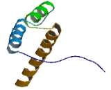 Homeobox Protein B9 (HOXB9)