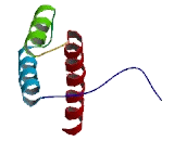 Homeobox Protein C11 (HOXC11)