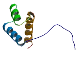 Homeobox Protein C12 (HOXC12)