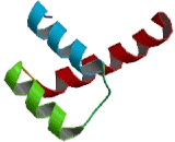 Homeobox Protein C8 (HOXC8)