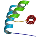 Homeobox Protein D1 (HOXD1)