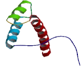 Homeobox Protein D10 (HOXD10)