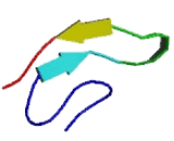 Homeobox Protein D11 (HOXD11)