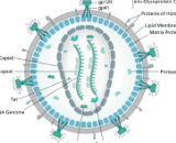 Human Immunodeficiency Virus 1 (HIV1)