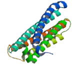 Huntingtin Interacting Protein 1 Related Protein (HIP1R)