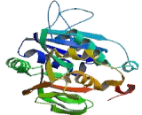 Hyaluronan Synthase 3 (HAS3)