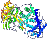 Hyaluronidase (HAase)