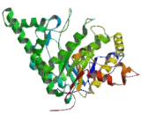 Hyaluronoglucosaminidase 1 (HYAL1)