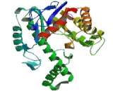 Hyaluronoglucosaminidase 2 (HYAL2)