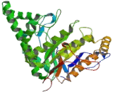 Hyaluronoglucosaminidase 3 (HYAL3)