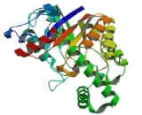 Hyaluronoglucosaminidase 4 (HYAL4)